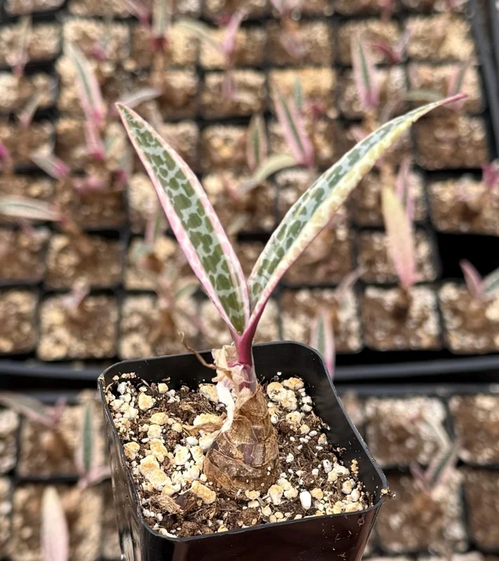 Variegated Silver Squill Live Plant – Ledebouria Socialis Pink – 2.5 Inch Pot – Indoor Houseplant - Image 2