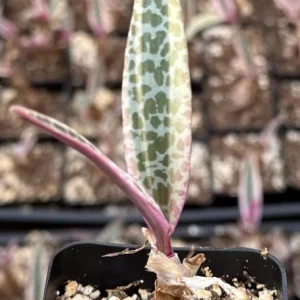 Variegated Silver Squill Live Plant – Ledebouria Socialis Pink – 2.5 Inch Pot – Indoor Houseplant - Image 3