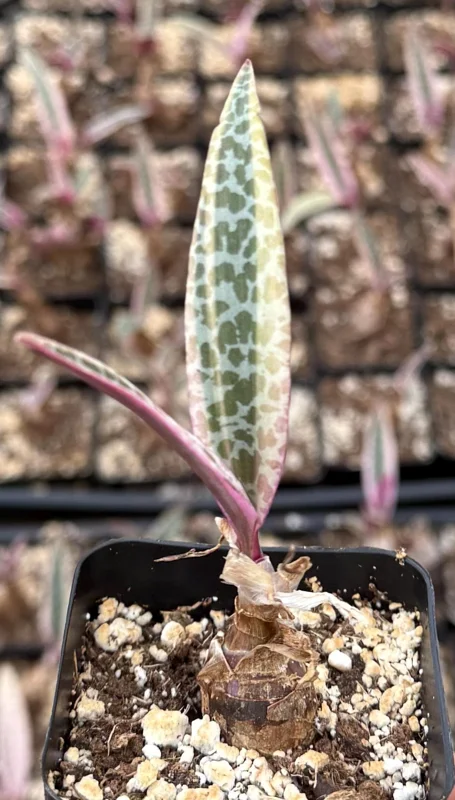 Variegated Silver Squill Live Plant – Ledebouria Socialis Pink – 2.5 Inch Pot – Indoor Houseplant - Image 3