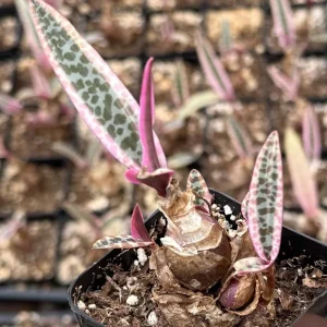 Variegated Silver Squill Live Plant – Ledebouria Socialis Pink – 2.5 Inch Pot – Indoor Houseplant - Image 4