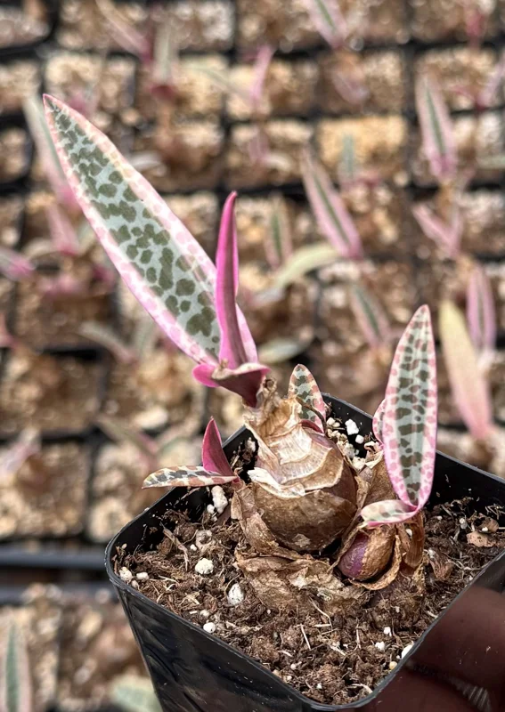 Variegated Silver Squill Live Plant – Ledebouria Socialis Pink – 2.5 Inch Pot – Indoor Houseplant - Image 4