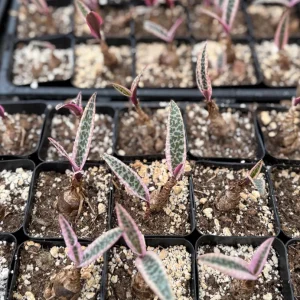 Variegated Silver Squill Live Plant – Ledebouria Socialis Pink – 2.5 Inch Pot – Indoor Houseplant - Image 5