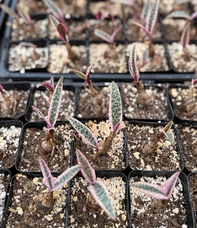 Variegated Silver Squill Live Plant – Ledebouria Socialis Pink – 2.5 Inch Pot – Indoor Houseplant - Image 5