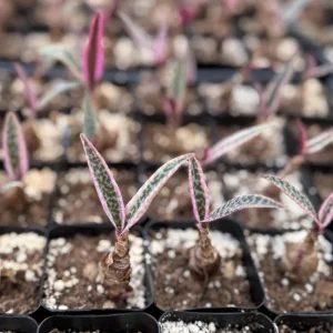 Variegated Silver Squill Live Plant – Ledebouria Socialis Pink – 2.5 Inch Pot – Indoor Houseplant - Image 1