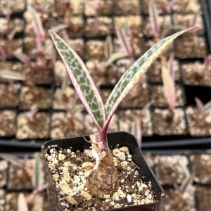 Variegated Silver Squill Live Plant – Pink Ledebouria Socialis – 2.5 Inch Pot - Image 2
