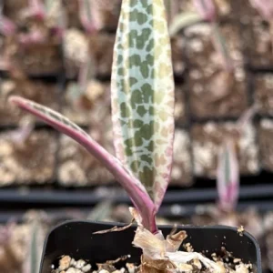 Variegated Silver Squill Live Plant – Pink Ledebouria Socialis – 2.5 Inch Pot - Image 3