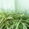 Variegated Spider Plant Live Houseplant - Air Purifying Easy Care - Image 1