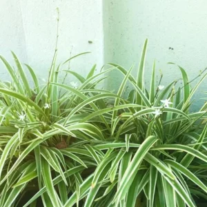 Variegated Spider Plant Live Houseplant - Air Purifying Easy Care - Image 1