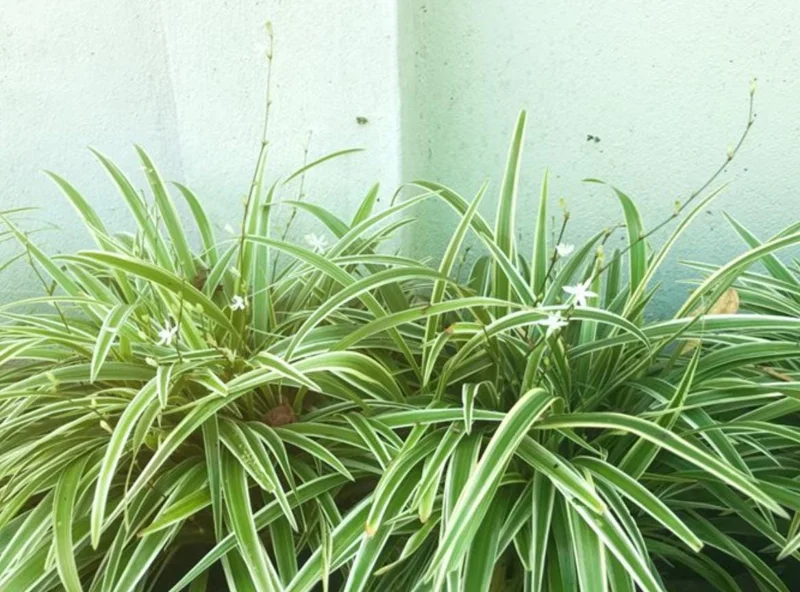 Variegated Spider Plant Live Houseplant - Air Purifying Easy Care - Image 1