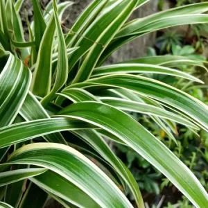 Variegated Spider Plant Live Houseplant - Air Purifying Easy Care - Image 2