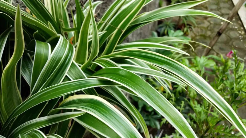 Variegated Spider Plant Live Houseplant - Air Purifying Easy Care - Image 2