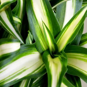 Variegated Spider Plant Live Houseplant - Air Purifying Easy Care - Image 3