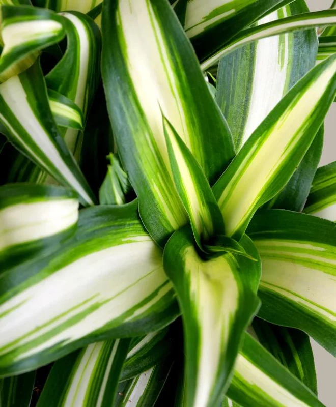 Variegated Spider Plant Live Houseplant - Air Purifying Easy Care - Image 3