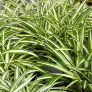 Variegated Spider Plant Live Houseplant - Air Purifying Easy Care - Image 4
