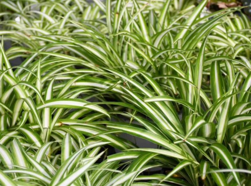 Variegated Spider Plant Live Houseplant - Air Purifying Easy Care - Image 4