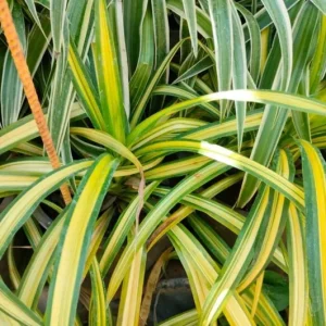 Variegated Spider Plant Live Houseplant - Air Purifying Easy Care - Image 5