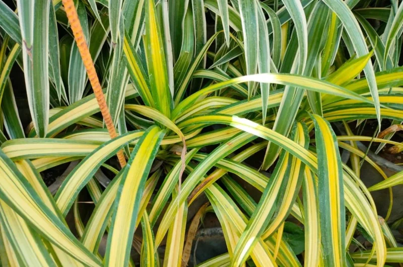 Variegated Spider Plant Live Houseplant - Air Purifying Easy Care - Image 5