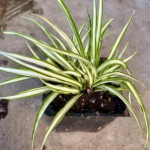 Variegated Spider Plant Live Houseplant - Air Purifying Easy Care - Image 6