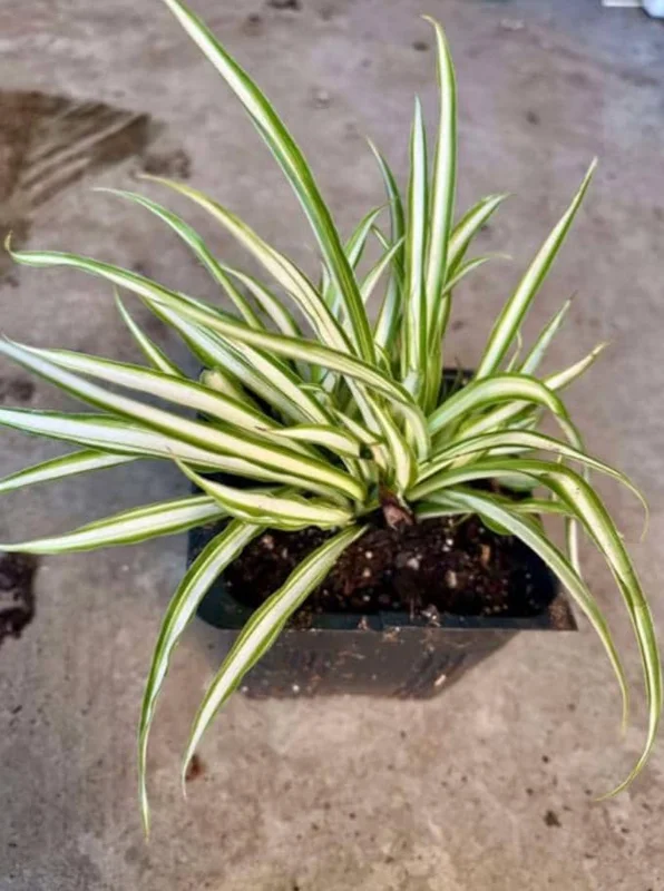 Variegated Spider Plant Live Houseplant - Air Purifying Easy Care - Image 6