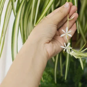 Variegated Spider Plant Live Houseplant - Air Purifying Easy Care - Image 7