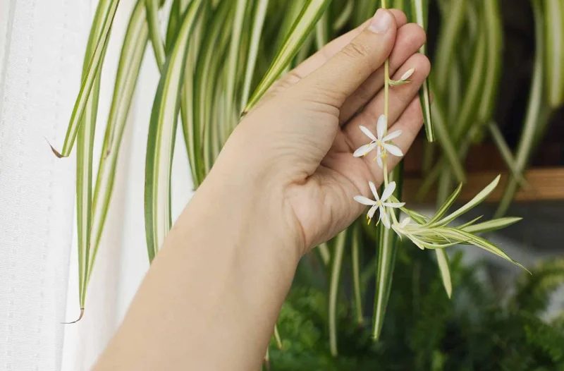 Variegated Spider Plant Live Houseplant - Air Purifying Easy Care - Image 7