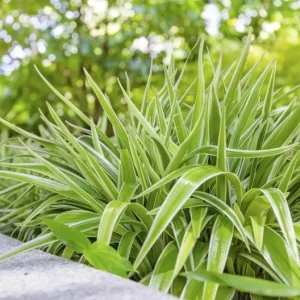 Variegated Spider Plant Live Houseplant - Air Purifying Easy Care - Image 8
