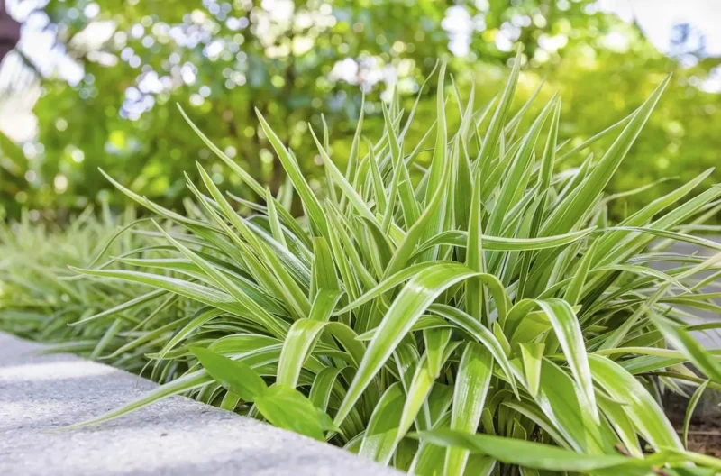 Variegated Spider Plant Live Houseplant - Air Purifying Easy Care - Image 8