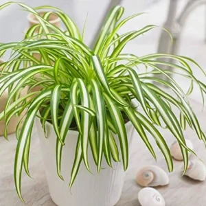 Variegated Spider Plant Live Starter - 4-7 Inch Tall - Chlorophytum Variegatum - Air Purifier Houseplant - Image 2