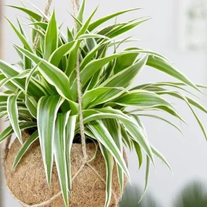 Variegated Spider Plant Live Starter - 4-7 Inch Tall - Chlorophytum Variegatum - Air Purifier Houseplant - Image 3