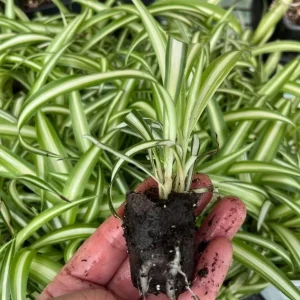 Variegated Spider Plant Live Starter - 4-7 Inch Tall - Chlorophytum Variegatum - Air Purifier Houseplant - Image 4