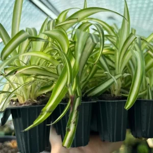 Variegated Spider Plant Live Starter - 4-7 Inch Tall - Chlorophytum Variegatum - Air Purifier Houseplant - Image 5