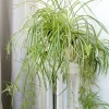 Variegated Spider Plant Live Starter - 4-7 Inch Tall - Chlorophytum Variegatum - Air Purifier Houseplant - Image 1