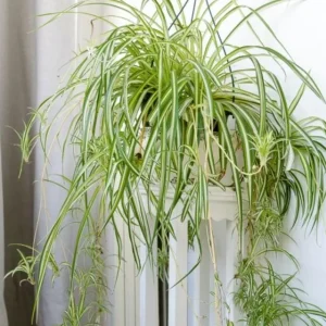 Variegated Spider Plant Live Starter - 4-7 Inch Tall - Chlorophytum Variegatum - Air Purifier Houseplant - Image 1