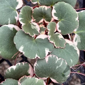 Variegated Strawberry Begonia Live Plant - Saxifraga Stolonifera Tricolor in 4 Inch Pot - Image 2