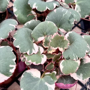 Variegated Strawberry Begonia Live Plant - Saxifraga Stolonifera Tricolor in 4 Inch Pot - Image 3