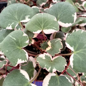 Variegated Strawberry Begonia Live Plant - Saxifraga Stolonifera Tricolor in 4 Inch Pot - Image 4