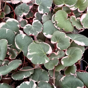 Variegated Strawberry Begonia Live Plant - Saxifraga Stolonifera Tricolor in 4 Inch Pot - Image 5