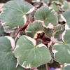 Variegated Strawberry Begonia Live Plant - Saxifraga Stolonifera Tricolor in 4 Inch Pot - Image 1