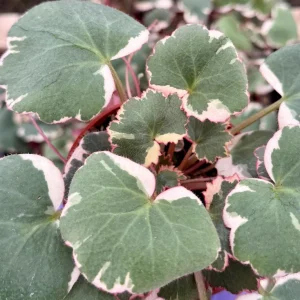 Variegated Strawberry Begonia Live Plant - Saxifraga Stolonifera Tricolor in 4 Inch Pot - Image 1