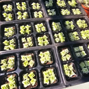 Variegated String of Buttons Live Plant - Crassula Perforata - 2 inch pot - Image 2