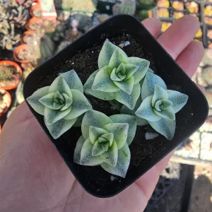 Variegated String of Buttons Live Plant - Crassula Perforata - 2 inch pot - Image 3