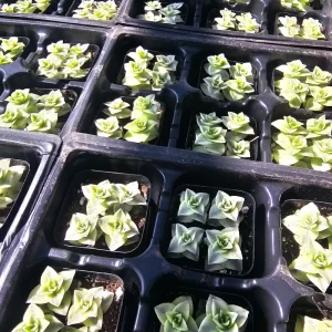 Variegated String of Buttons Live Plant - Crassula Perforata - 2 inch pot - Image 5