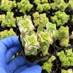 Variegated String of Buttons Succulent Live Plant – 2 Inch Pot – Indoor - Image 2