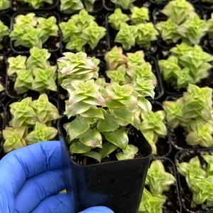 Variegated String of Buttons Succulent Live Plant – 2 Inch Pot – Indoor - Image 3