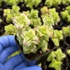 Variegated String of Buttons Succulent Live Plant – Crassula perforata – 2 Inch Pot – Indoor - Image 1