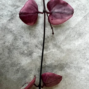 Variegated String of Hearts Cutting – Live Plant – 4 Nodes – Indoor - Image 2
