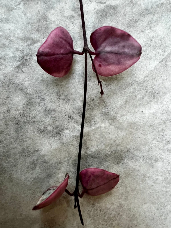 Variegated String of Hearts Cutting – Live Plant – 4 Nodes – Indoor Trailing - Image 2