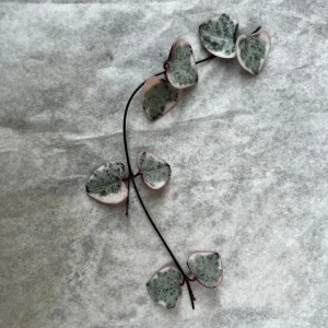 Variegated String of Hearts Cutting – Live Plant – 4 Nodes – Indoor - Image 1