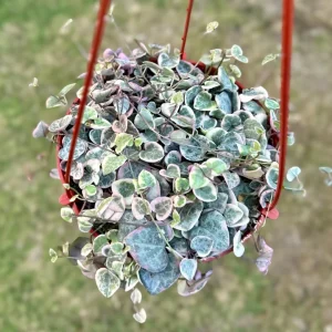 Variegated String of Hearts Live Plant - 2, 4, 6 Inch Pot - Indoor Succulent - Image 2