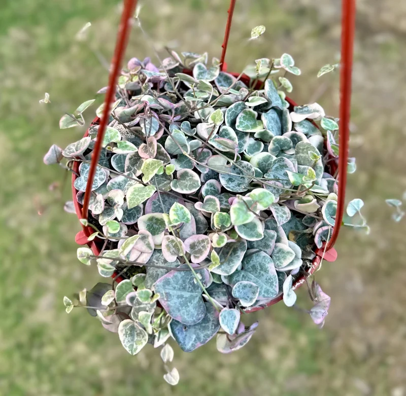 Variegated String of Hearts Live Plant - 2, 4, 6 Inch Pot - Indoor Succulent - Image 2